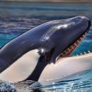 Фото Косатка из раздела  /