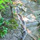 Фото О змеях ходят городские легенды из раздела /