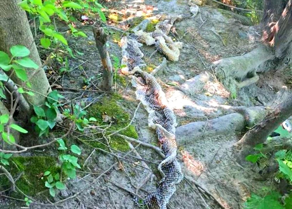 Фото О змеях ходят городские легенды из раздела  /