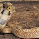 Фото Змеи могут подниматься до уровня человека из раздела /