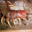 Фото Австралия I: самые опасные животные австралии из раздела /