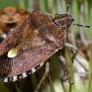 Фото Самая страшная еда в мире (часть 4) из раздела  /