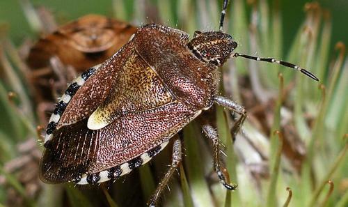 Фото Самая страшная еда в мире (часть 4) из раздела  /