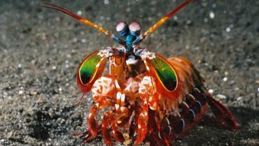 Фото Рак-богомол из раздела  /