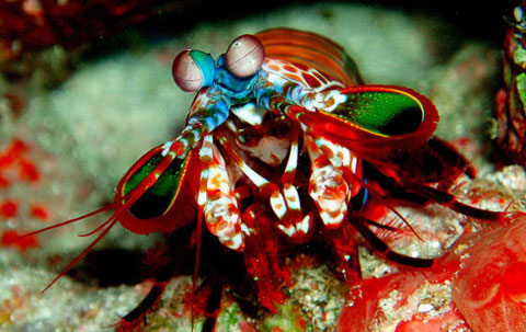 Фото Самые опасные охотники среди животных (часть 1) из раздела  /