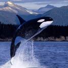 Фото Самые необычные хищники и их способы охоты (часть 3) из раздела  /