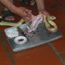 Фото Сердце кобры из раздела  /