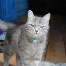 Фото Администратор санатория хотел выгнать женщину с тяжелобольной кошкой из раздела История из жизни / домашние животные