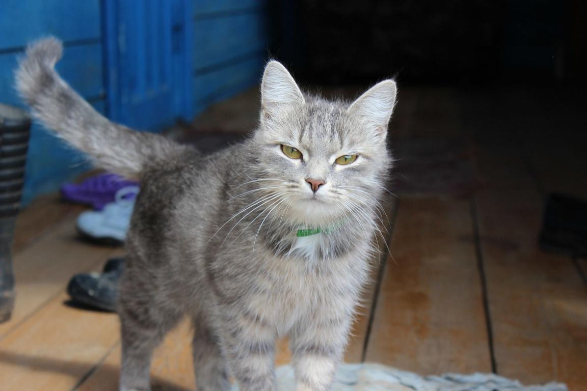 Фото Администратор санатория хотел выгнать женщину с тяжелобольной кошкой из раздела История из жизни / домашние животные