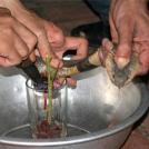 Фото Самая отвратительная и странная еда в мире (часть 2) из раздела  /