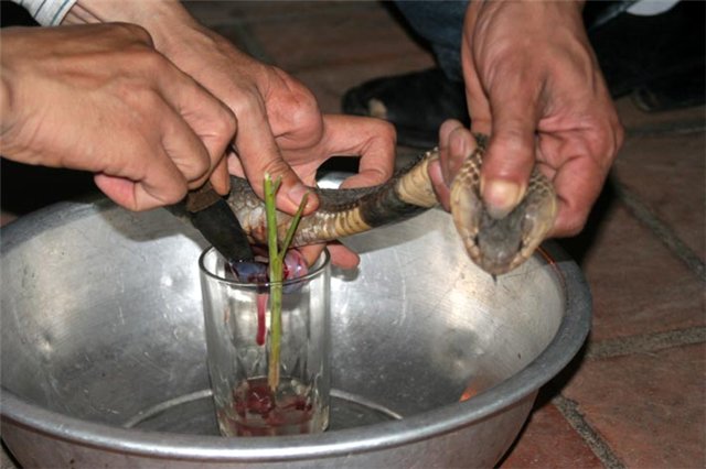 Фото Самая отвратительная и странная еда в мире (часть 2) из раздела  /