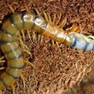 Фото Амазонская гигантская сороконожка из раздела  /