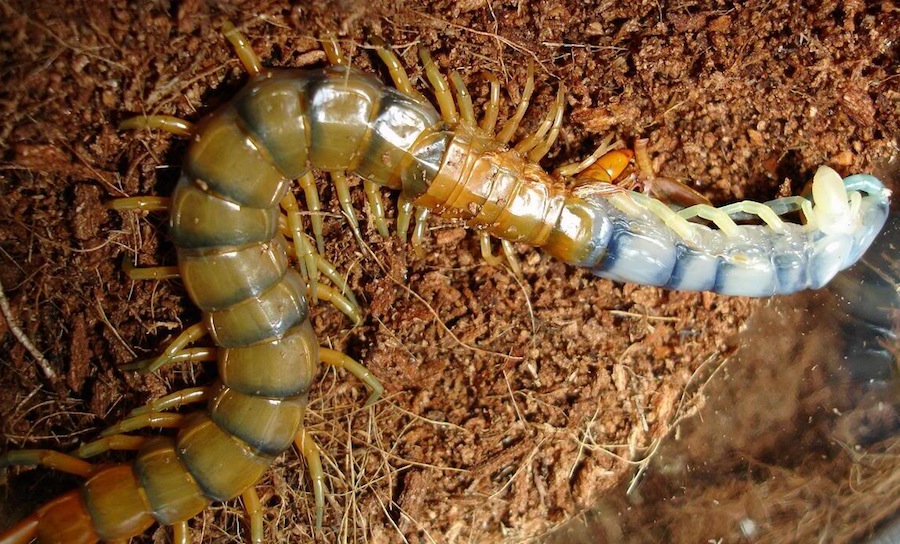 Фото Амазонская гигантская сороконожка из раздела  /