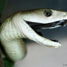 Черная мамба — самая опасная змея