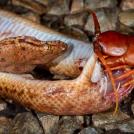 Фото Австралия I: самые опасные животные австралии из раздела /