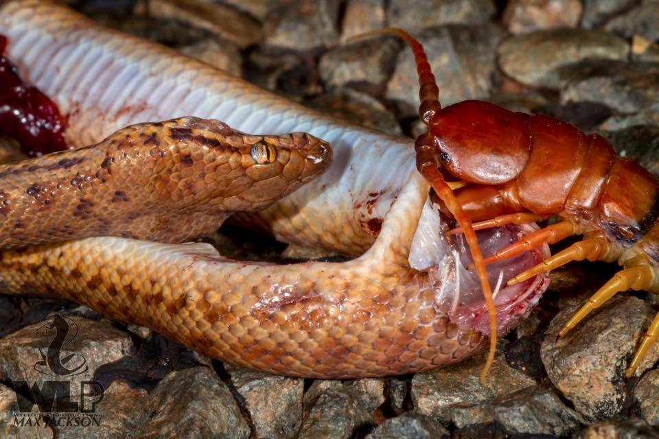 Фото Австралия I: самые опасные животные австралии из раздела  /