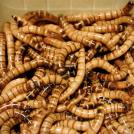 Фото Самая странная еда в мире (часть 3) из раздела  /