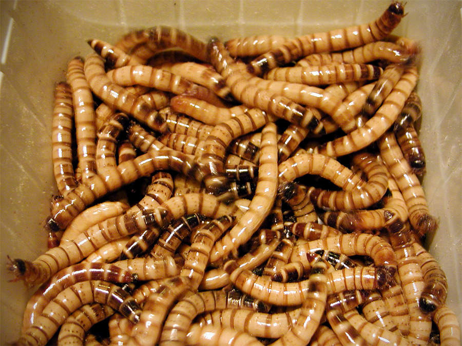 Фото Самая странная еда в мире (часть 3) из раздела  /