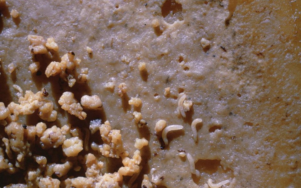 Фото Самая странная еда в мире (часть 3) из раздела  /