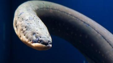 Электрический угорь