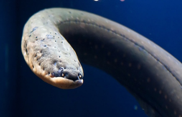 Электрический угорь