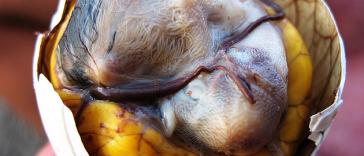 Фото Балют из раздела /