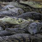 Фото Австралия II: Опасная природа из раздела  /