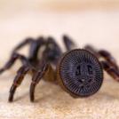 Фото Самые опасные хищники и их необычные охотничьи техники (часть 2) из раздела  /