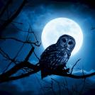 Фото Совы — еще один символ из раздела  /