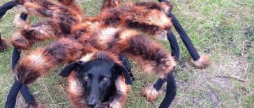 Гигантский пёсо-паучий мутант наводит ужас на ночной город