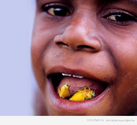 Клопы-вонючки