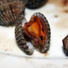 Кровавые моллюски