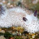 Любопытные факты о морских обитателях (6 фото)