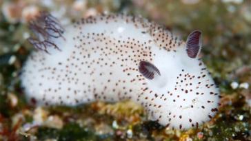 Любопытные факты о морских обитателях (6 фото)