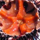 Морские ежи