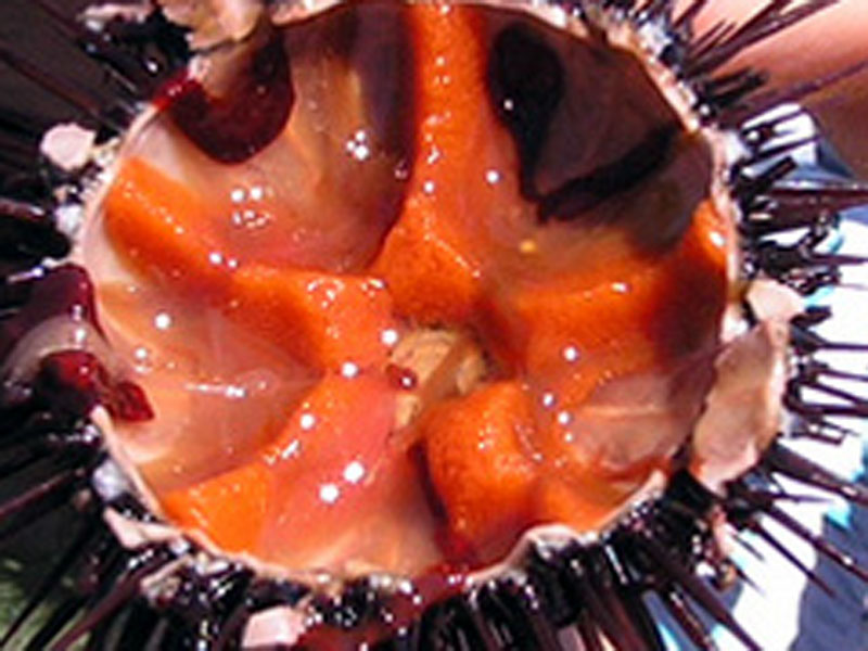 Морские ежи