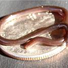 Самая маленькая змея на планете