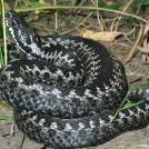 Самая распространенная змея