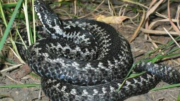 Самая распространенная змея