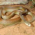 Самая ядовитая змея