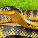 Самые интересные факты о змеях (часть 2)