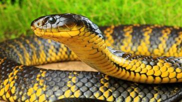 Самые интересные факты о змеях (часть 2)