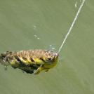 Самые необычные хищники и их способы охоты (часть 3)