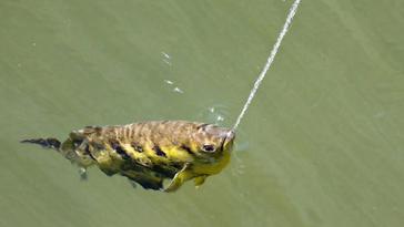 Самые необычные хищники и их способы охоты (часть 3)