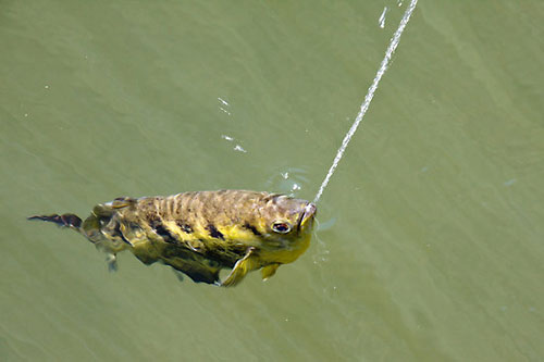 Самые необычные хищники и их способы охоты (часть 3)