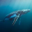 Самые опасные охотники среди животных (часть 1)