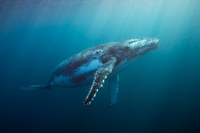 Самые опасные охотники среди животных (часть 1)