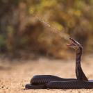 Самые удивительные факты о змеях (часть 3)