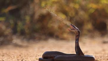 Самые удивительные факты о змеях (часть 3)