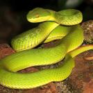 Самые удивительные факты о змеях (часть 4)